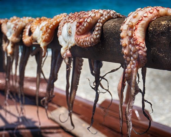 Octopuses drying in the afternoon sun in Korfalona, just east of Kissamos.