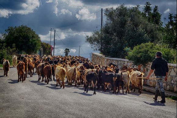 Akrotiri goatherder Petros moves his herd along a road.