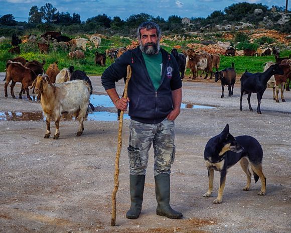 Goatherder Petros and his herd.