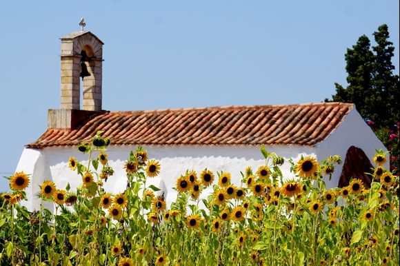 Little church on a hill by a field of sunflowers.