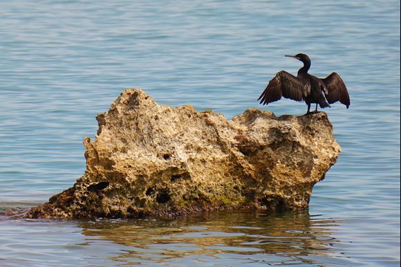 A cormorant dries its wings after diving