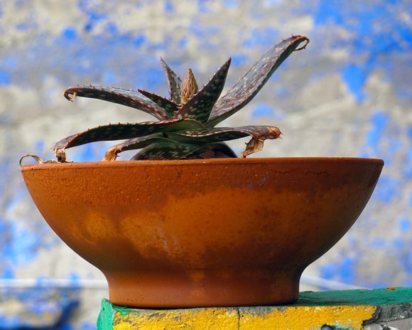 A potted seaside aloe vera plant. The background wall, badly in need of paint, looks like a cloudy blue sky.