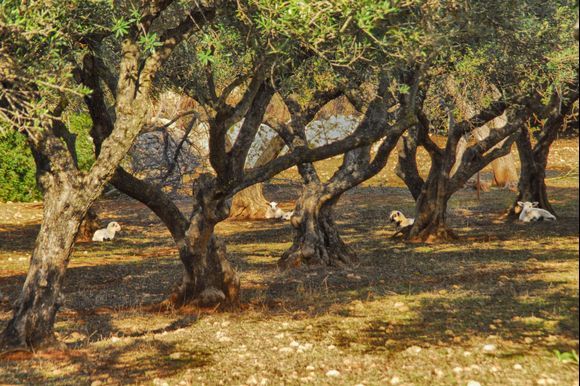 Lambs under olive trees