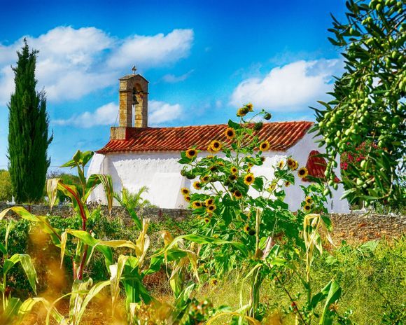 Akrotiri countryside church scene. This includes a lot of my favorite things...sunshine, olives, corn, sunflowers, clouds, and a small Greek village church.