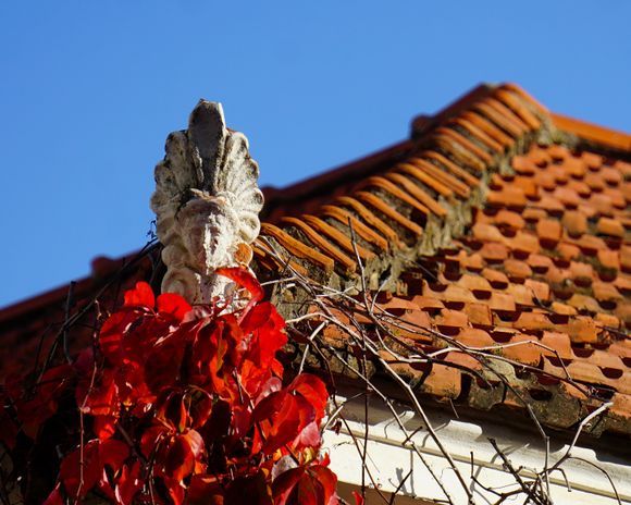 Antefix adorned by nature with holiday colors :-)