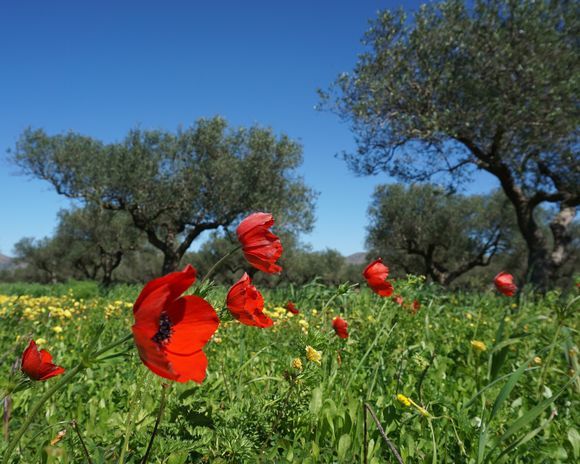 Wildflowers under the olive trees on Chania's Akrotiri is a sure sign of spring!