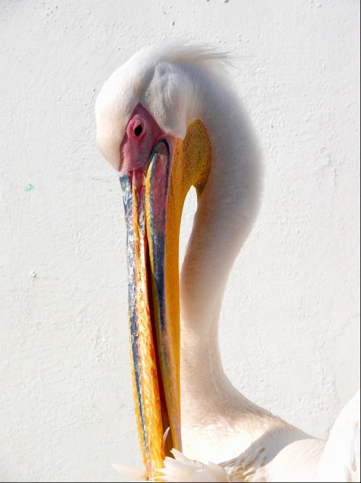 Pelican In Mykonos