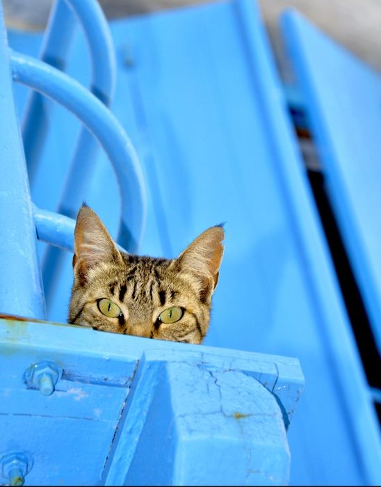 Milos Cat in Grek Blue