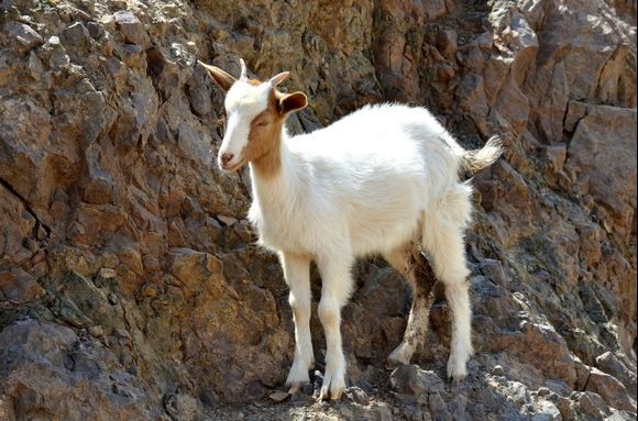 Cute Young Goat