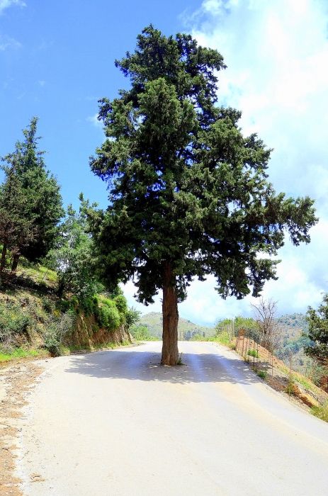 Tree on the middle of the road near Therissos