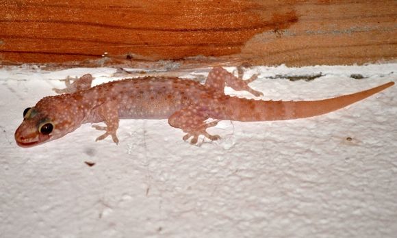 A nice little Gecko in my room
