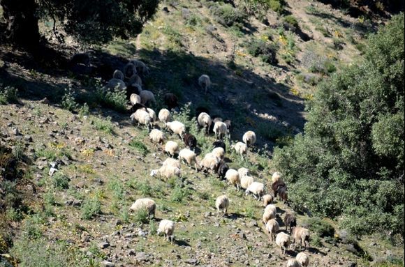 Sheep in the Asteroussia Mountains
