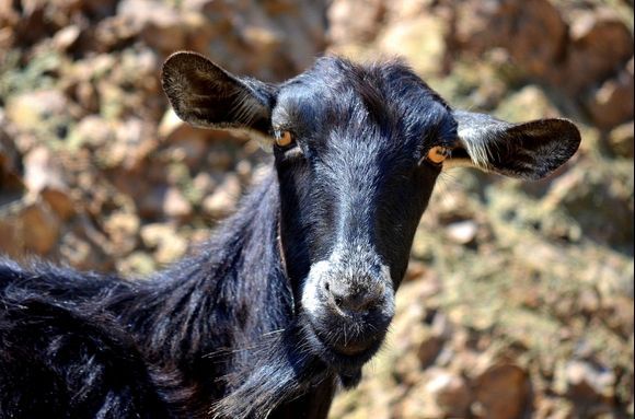 Another Goat with dangerous eyes