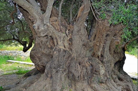 3250 years old olive tree near Kavousi