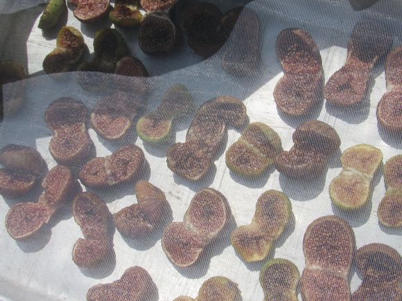 Drying figs.