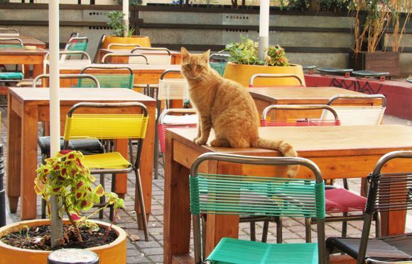 What is a taverna without a cat? 



