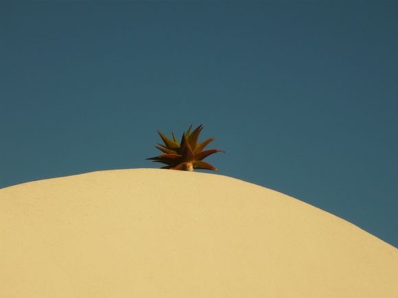 Palm on roof at sunsetlight