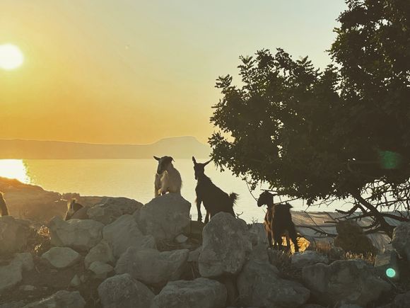 Goats watching the sunset, just outside Prines, Rethymno