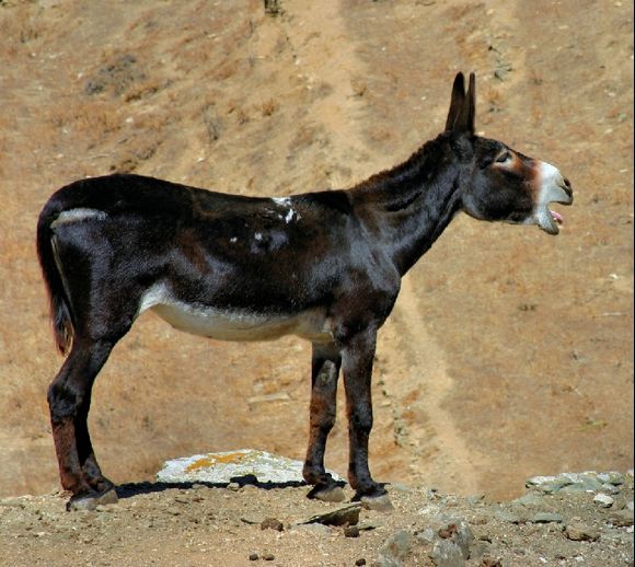 Tinos - Dio Chora - Donkey