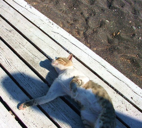 Happy beach cat! Perissa.