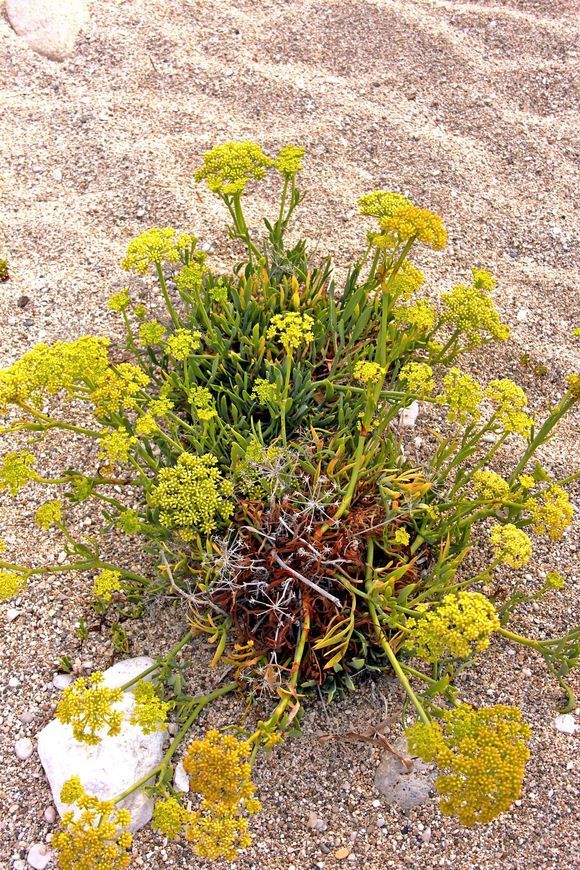 Growing in the sand