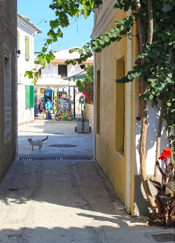 Alley with cat
