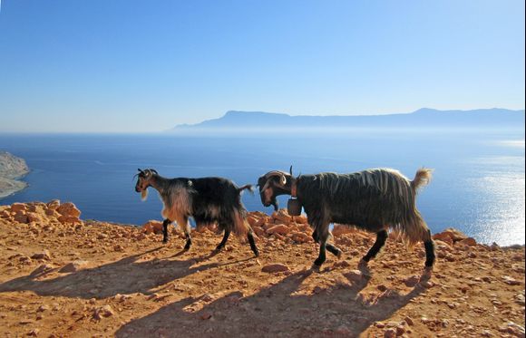 Goats on the way to Balos