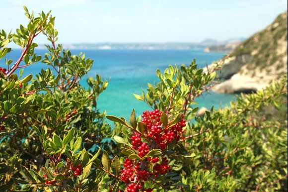 Red berries at Koroni beach