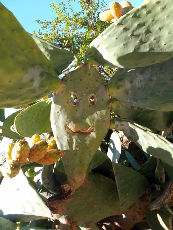 Funny prickly pear