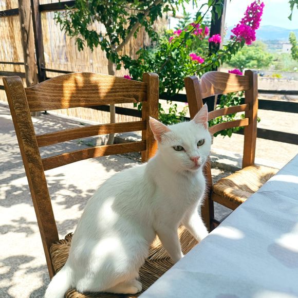 Curious lovely white cat (Lakonia, Peloponnesus)