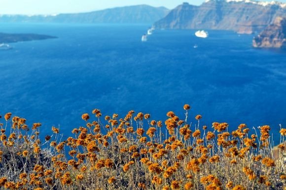Yellow Flowers and Caldera from Megalochori