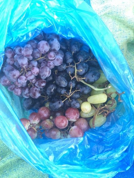 Grapes of Lefkada