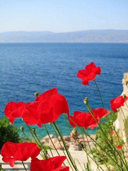 Poppies and sea