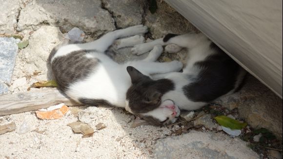 A friendly snooze in Parga