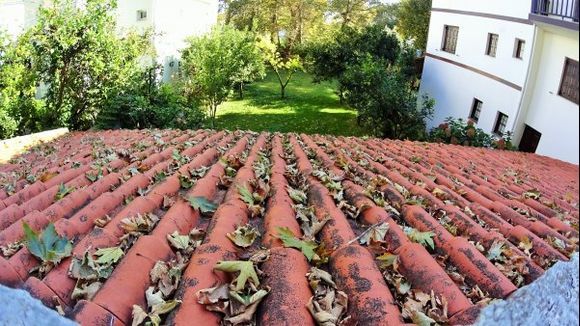Leafy rooftop