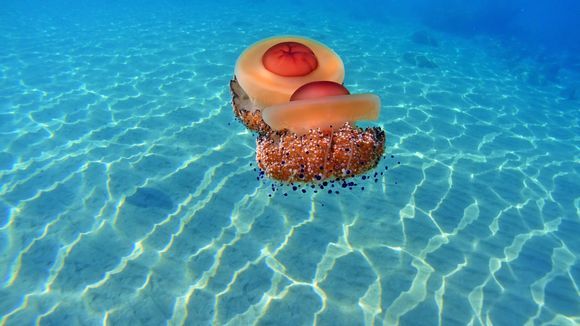 Jellyfish rendez-vous