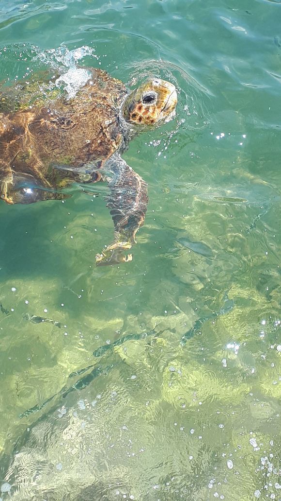 Turtle in the harbour of Argostoli