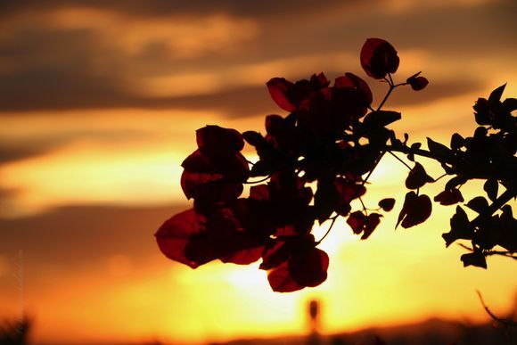 my bougainvillea  in the sunset