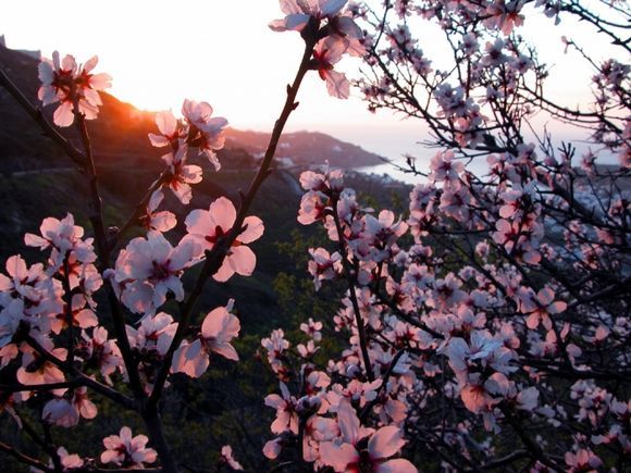 Almond Blossom time over Kini