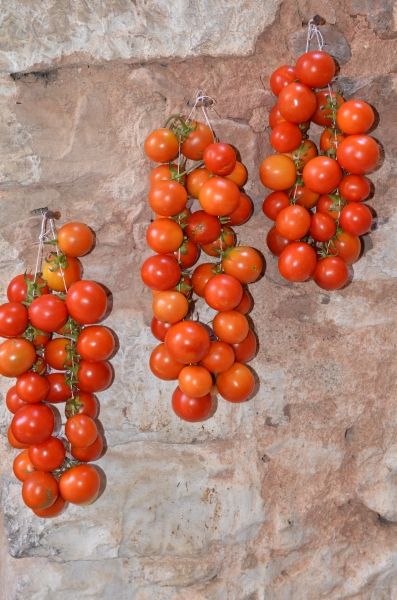 Chios - drying tomatoes