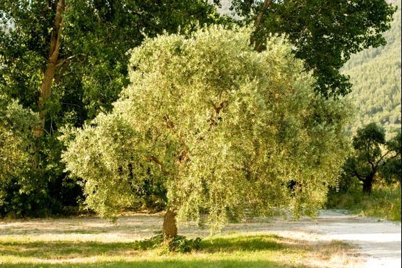 Olive tree in Skala Potamia