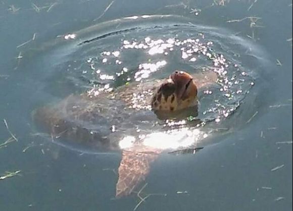 Turtle at Argostoli,Kefalonia