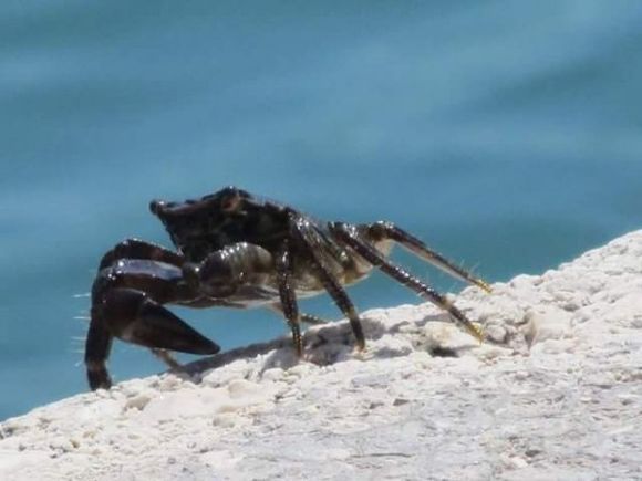 Crab in Argostoli, Kefalonia