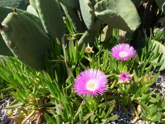 Flora and Fauna of Skiathos