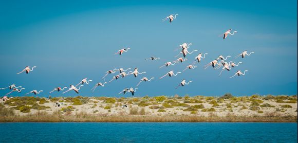 A Flamboyance of Flamingos in Flight. Lefkada Lagoon, Ionian Islands.