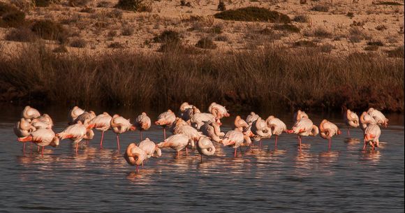 A Flamboyance of Flamingos Fast Asleep. Lefkada Lagoon, Ionian Islands.