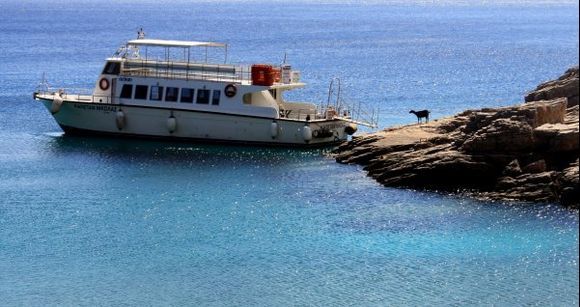 Curious goat on Saria islet