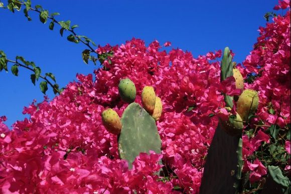 Opuntia in red