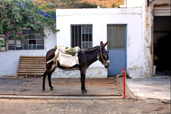 Parked donkey