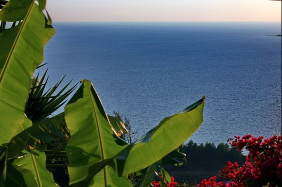 Kefalonia bananas